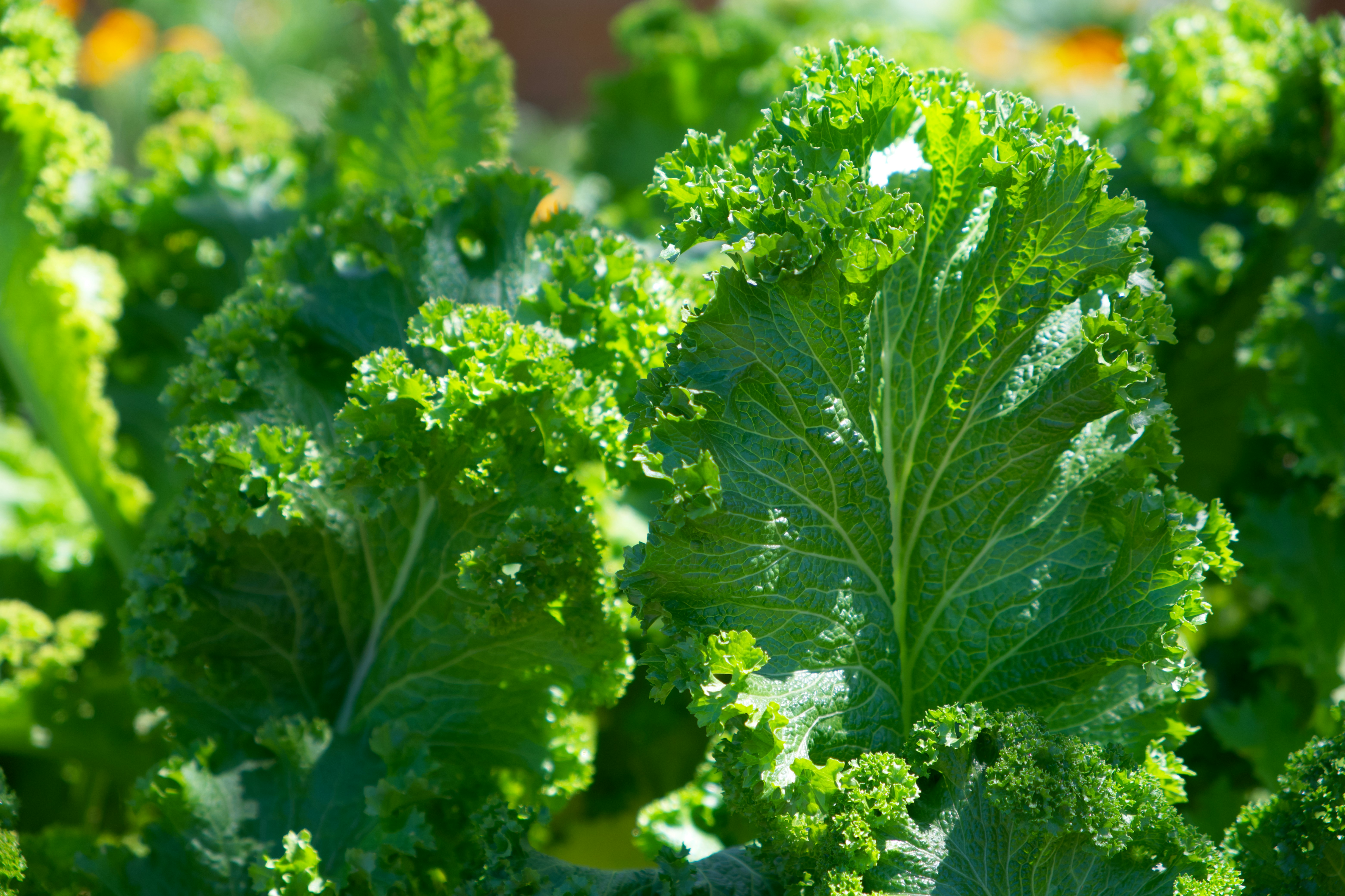 Fresh kale